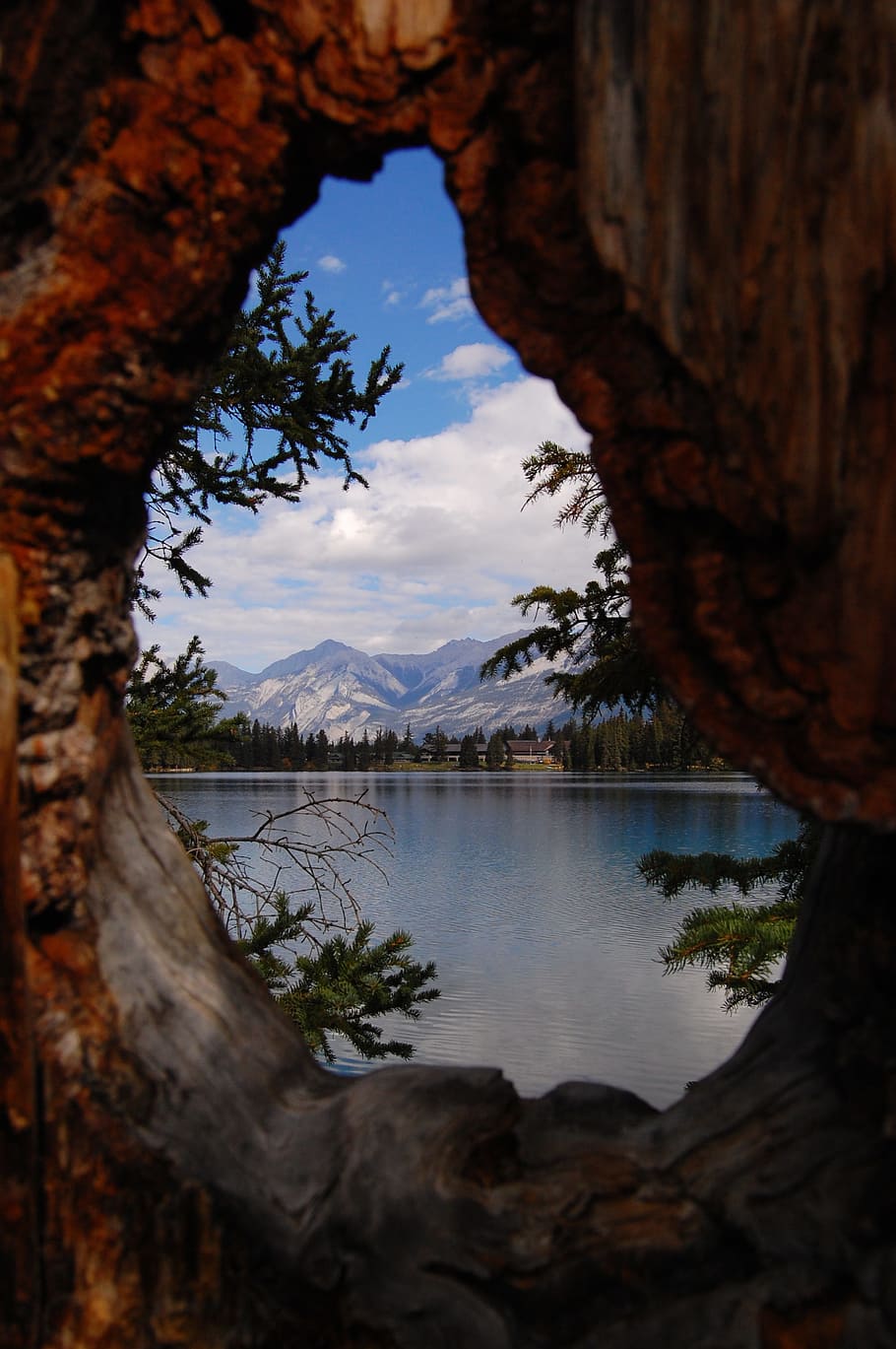 hole of tree near river, lake, focus, summer, reflection, vision HD wallpaper