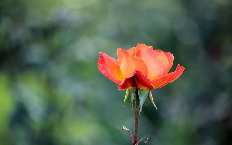 selective focus photography of orange rose flower, nature, floral, HD wallpaper