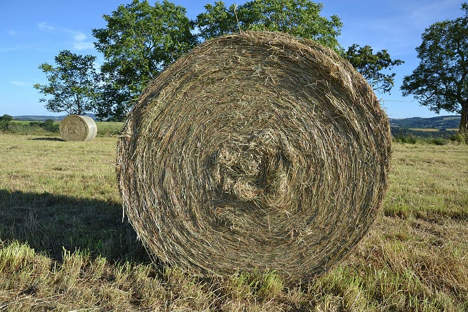 hay, roller, nature, texture, dry, grass, plant, tree, bale HD wallpaper
