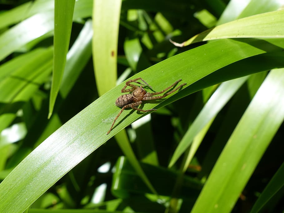 spider, insects, wildlife, bug, small, delicate, fragile, thorax HD wallpaper