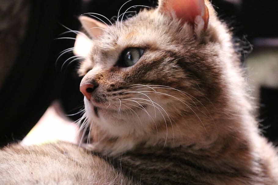 kitty, cat, animal, mammal, one animal, animal themes, domestic HD wallpaper