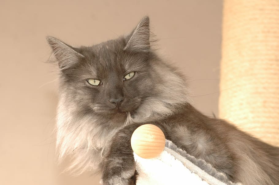 Cat, Norwegian, domestic cat, pets, feline, domestic animals HD wallpaper