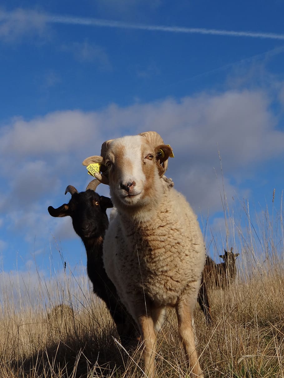 sheep, wool, animals, domestic animals, mammal, animal themes HD wallpaper