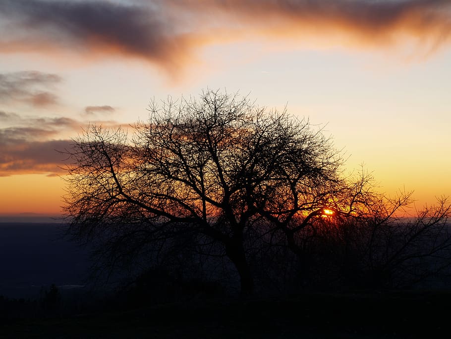 Sunset, Tree, Silhouette, Landscape, nature, sky, clouds, nature landscape HD wallpaper