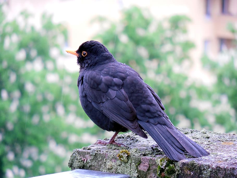 blackbird, birds, sing, feather, rain, animal wildlife, vertebrate HD wallpaper