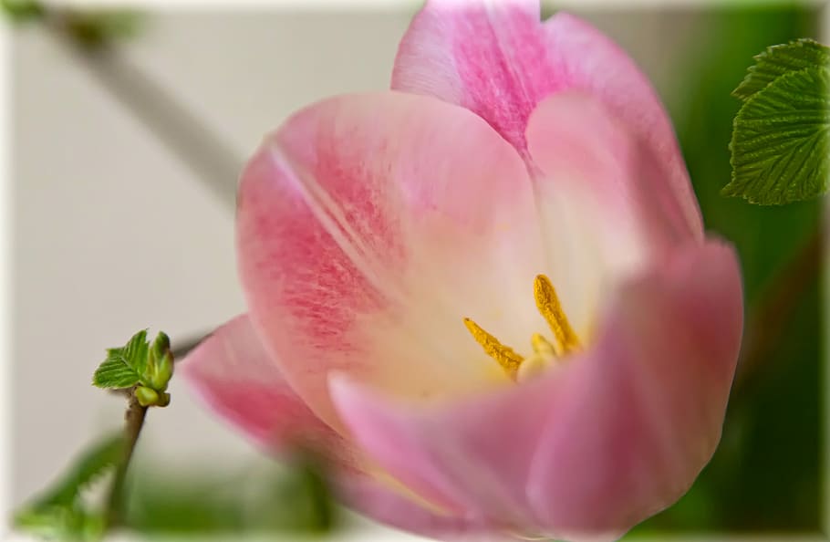 Tulip, Macro, Pink, Tender, Spring, blossom, bloom, nature HD wallpaper