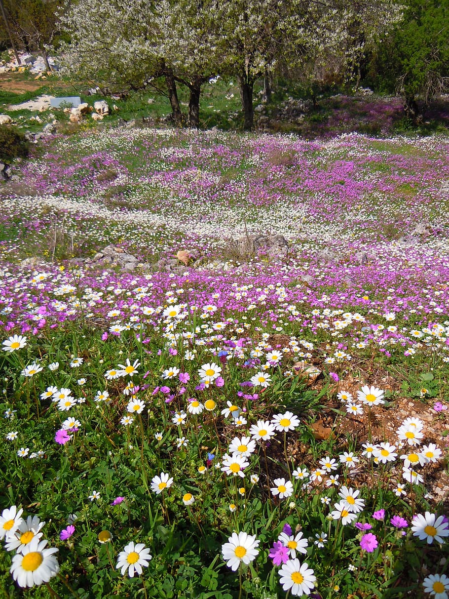 purple and white flowers, corfu, spring, perithia, mediterranean HD wallpaper