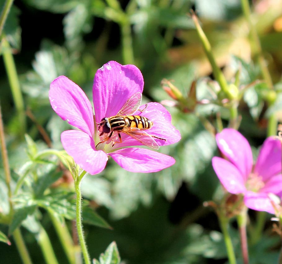 geranium, rose, bug, bee, fly, purple, flower, garden, insect HD wallpaper