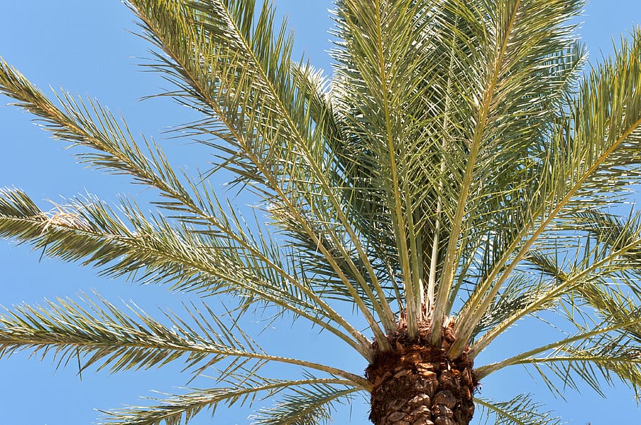 palm tree, tropical, vacation, beach, ocean, coconut, island HD wallpaper