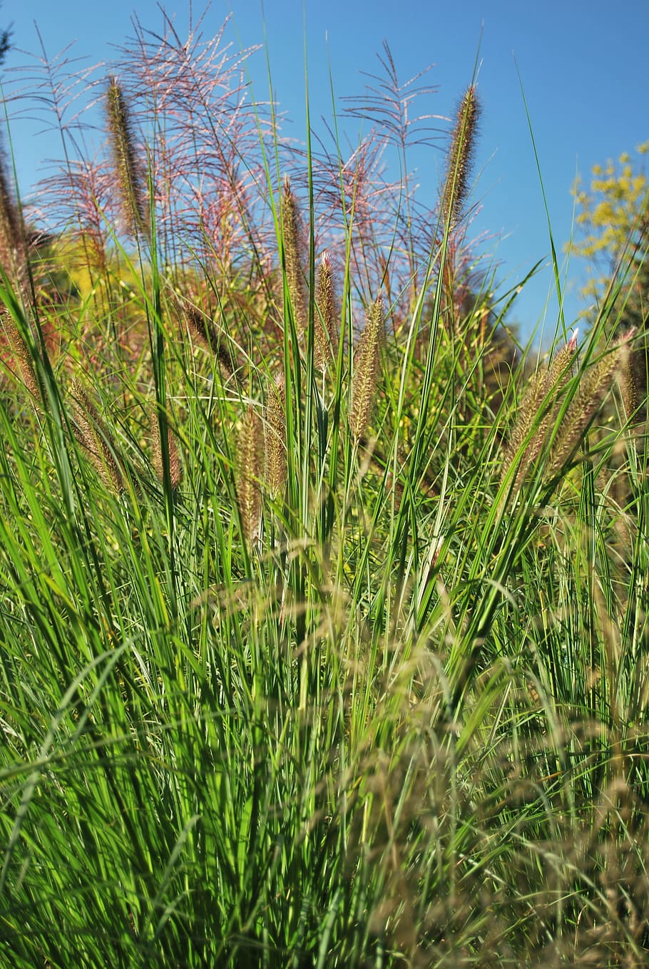 Grass, Green, Nature, Vegetation, summer, plant, agriculture HD wallpaper