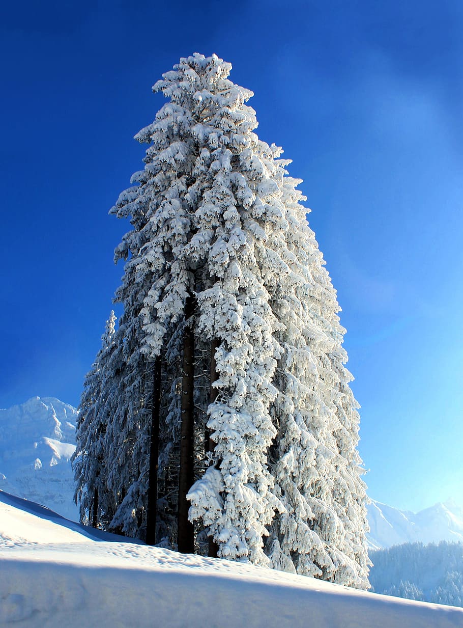 snow, tree, winter, cold, cold temperature, sky, beauty in nature HD wallpaper