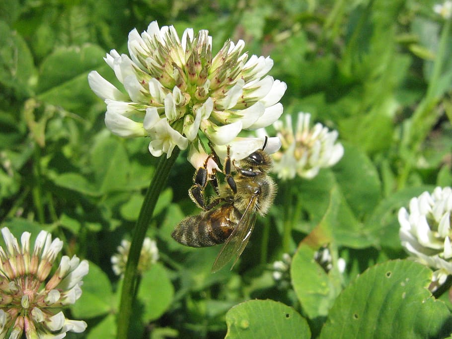 Clover, Flower, Bee, bees to obtain nectar, nature, plant, close-up, HD wallpaper