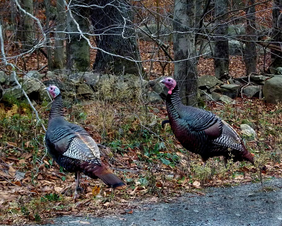 wild, turkey, autumn, fat, bird, animal themes, vertebrate HD wallpaper