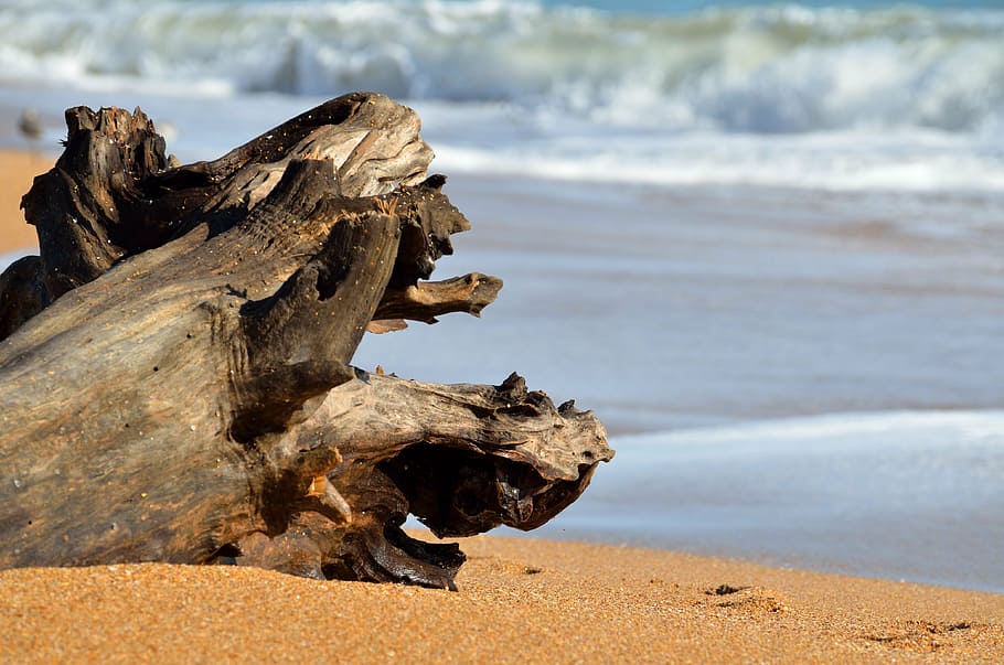 driftwood, beach, ocean, waves, coast, nature, sea, water, landscape HD wallpaper