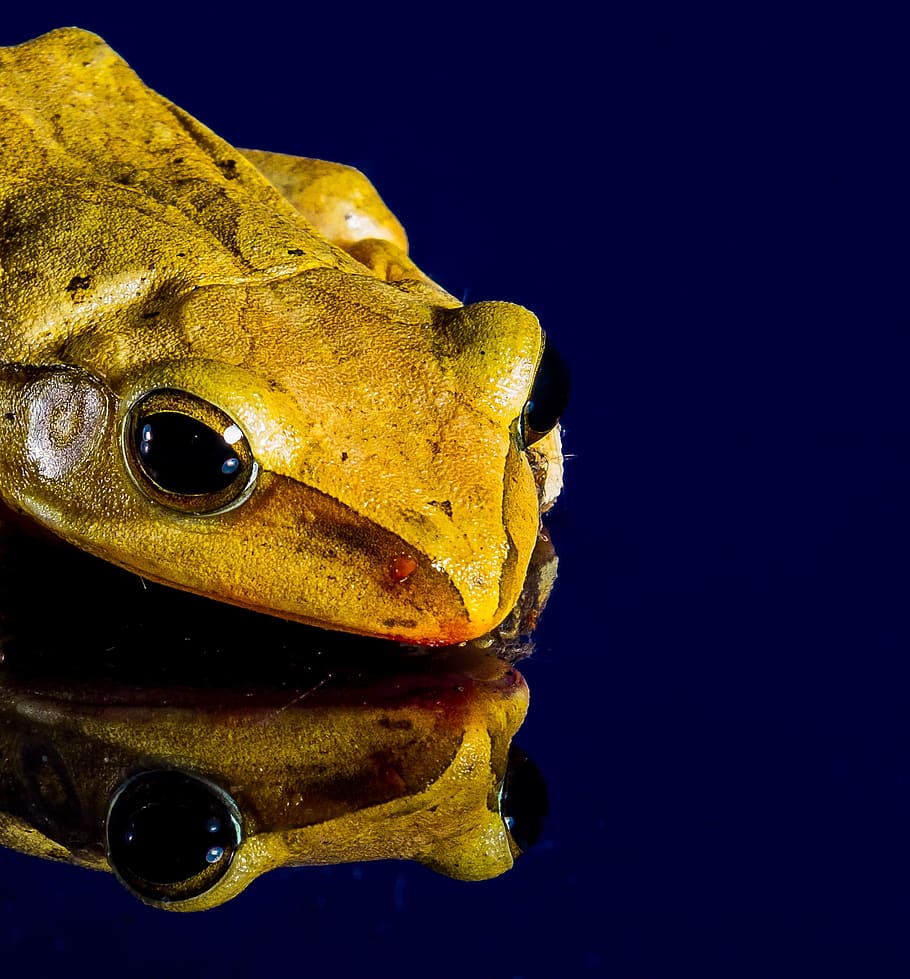 Frog, Close, Mirror Image, one animal, animal wildlife, underwater HD wallpaper