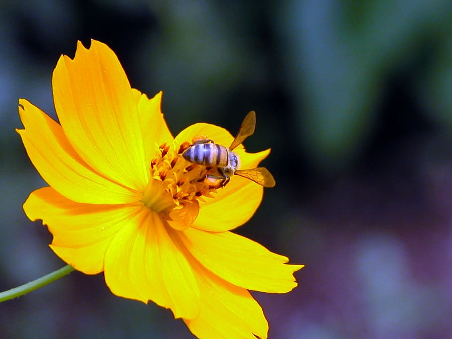 bee, yellow, flower, insect, nature, summer, close-up, animal HD wallpaper