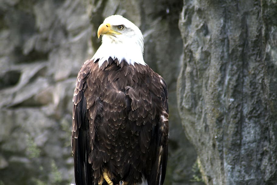 eagle, american, bald, bird, feathers, nature, wildlife, patriotic HD wallpaper