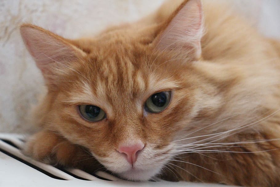 cute, animals, cat, pet, home, redhead, housecat, closeup, cat looking HD wallpaper