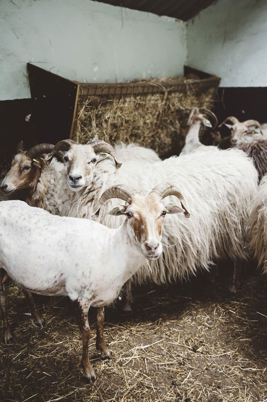 white and brown goats, herd of ram sheep, rams, animal, farm HD wallpaper