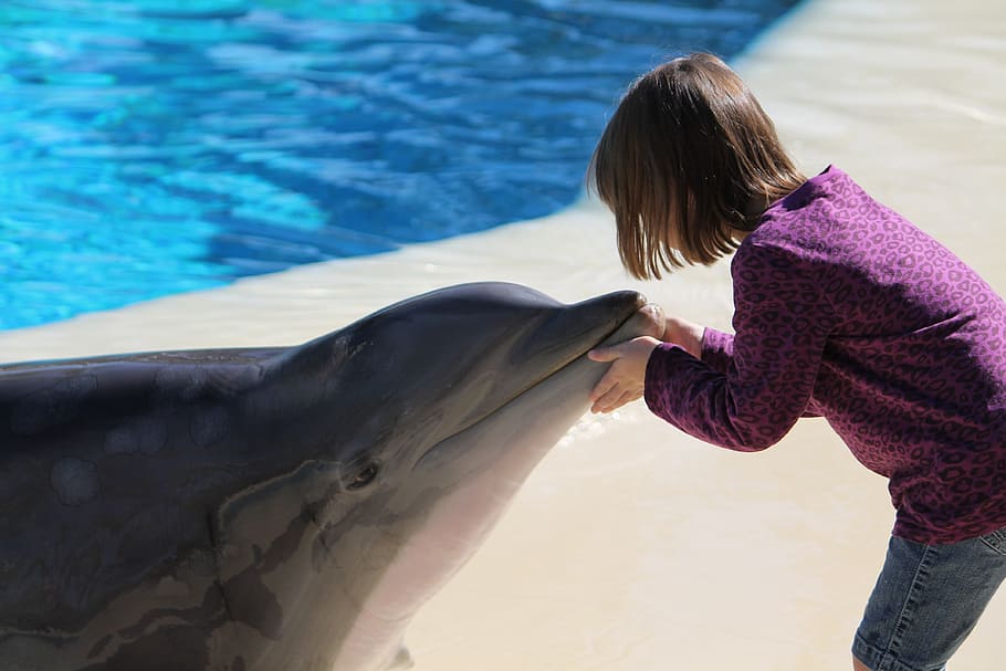 photo of girl holding mouth dolphin, young, las vegas, mirage casino, HD wallpaper