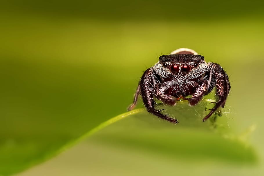 brown jumping spider in macro photography, insect, jumper, nature HD wallpaper