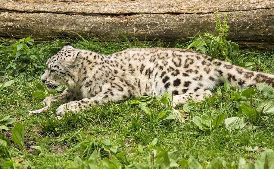 amurinleopardi, cat, carnivore, wildlife, animal, undomesticated Cat HD wallpaper