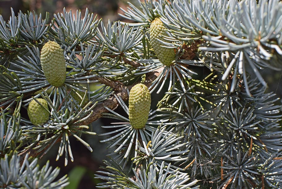 weeping spruce new cones, tree, plant, nature, garden, growth HD wallpaper