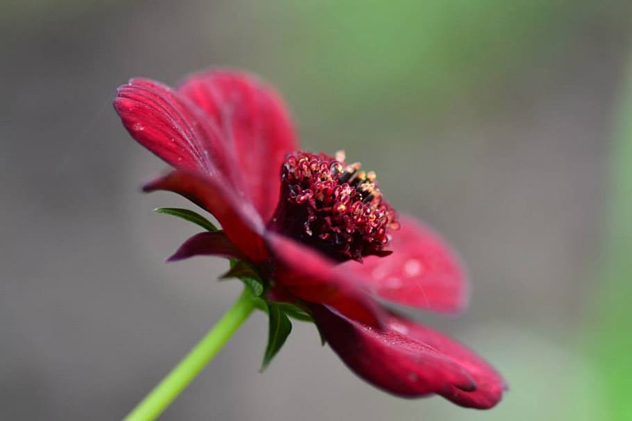 flower, red, garden, flowering plant, freshness, close-up, beauty in nature HD wallpaper