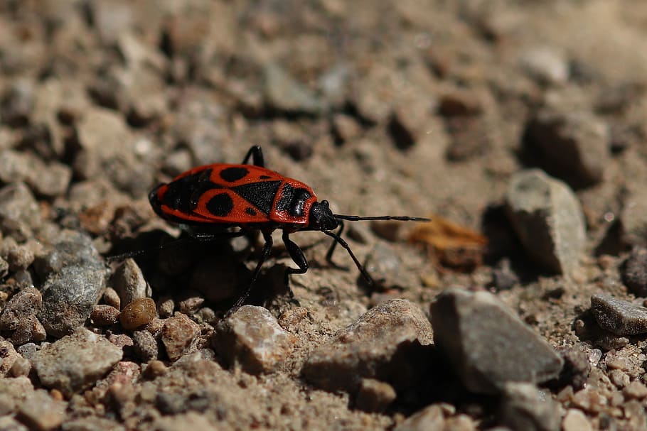 fire beetle, insect, close, red, black, nature, animal, insect photo HD wallpaper