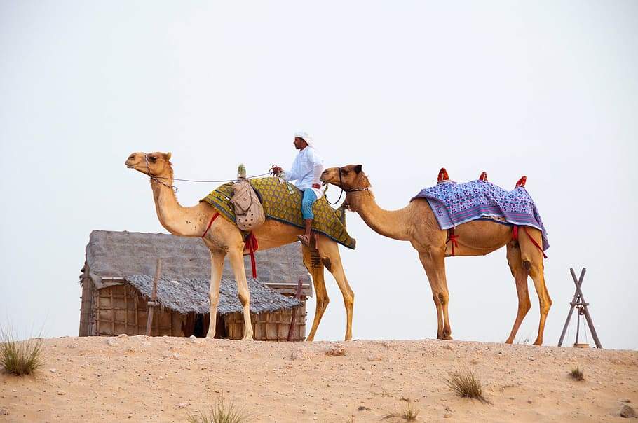 two camels on sand with man, desert, dubai, arabia, dromedary Camel