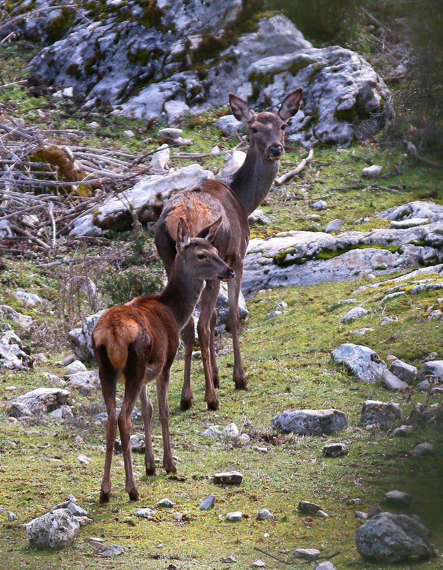 fallow deer, mountain, andalusia, cazorla, animals, sun, nature HD wallpaper