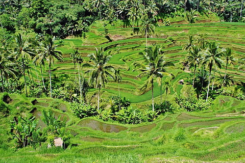 green coconut tree at daytime, greenery, paddy, fields, rice HD wallpaper