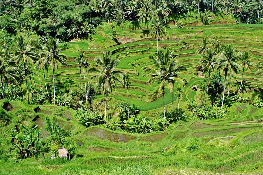 green coconut tree at daytime, greenery, paddy, fields, rice HD wallpaper