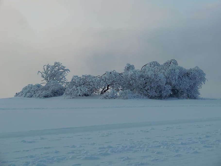 wasserkuppe, wintry, winter, snow, trees, frozen, tranquility HD wallpaper
