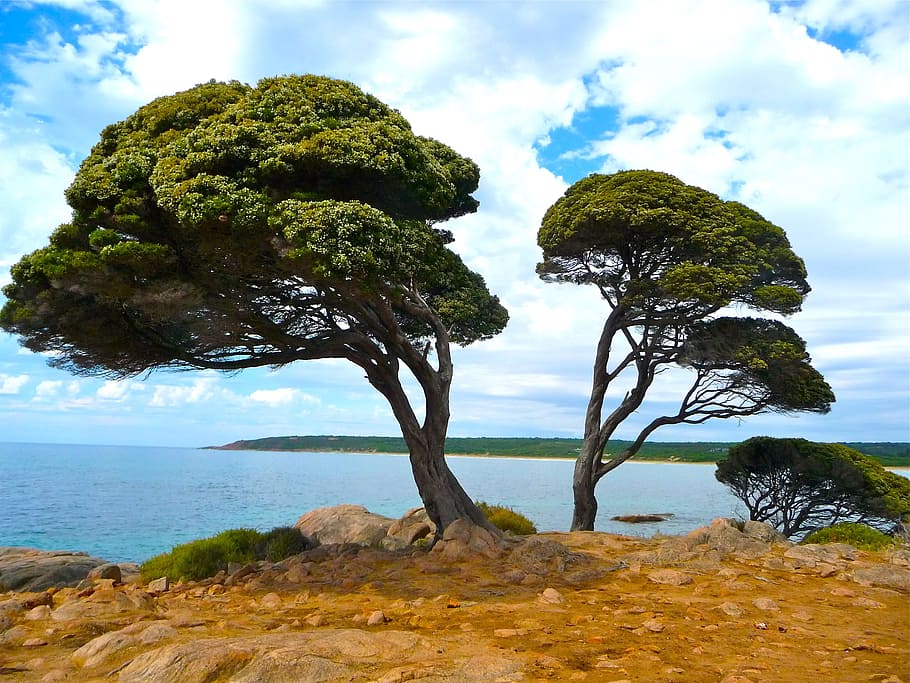 tall trees beside body of water, plants, ecology, environment HD wallpaper