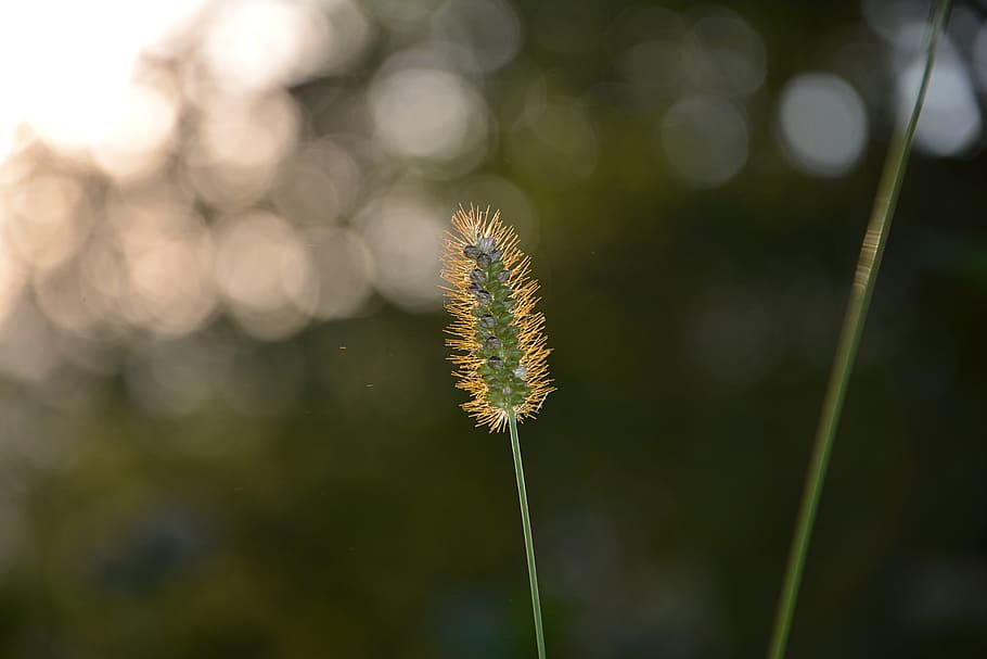 close-up, macro, greens, background, nature, the leaves are HD wallpaper