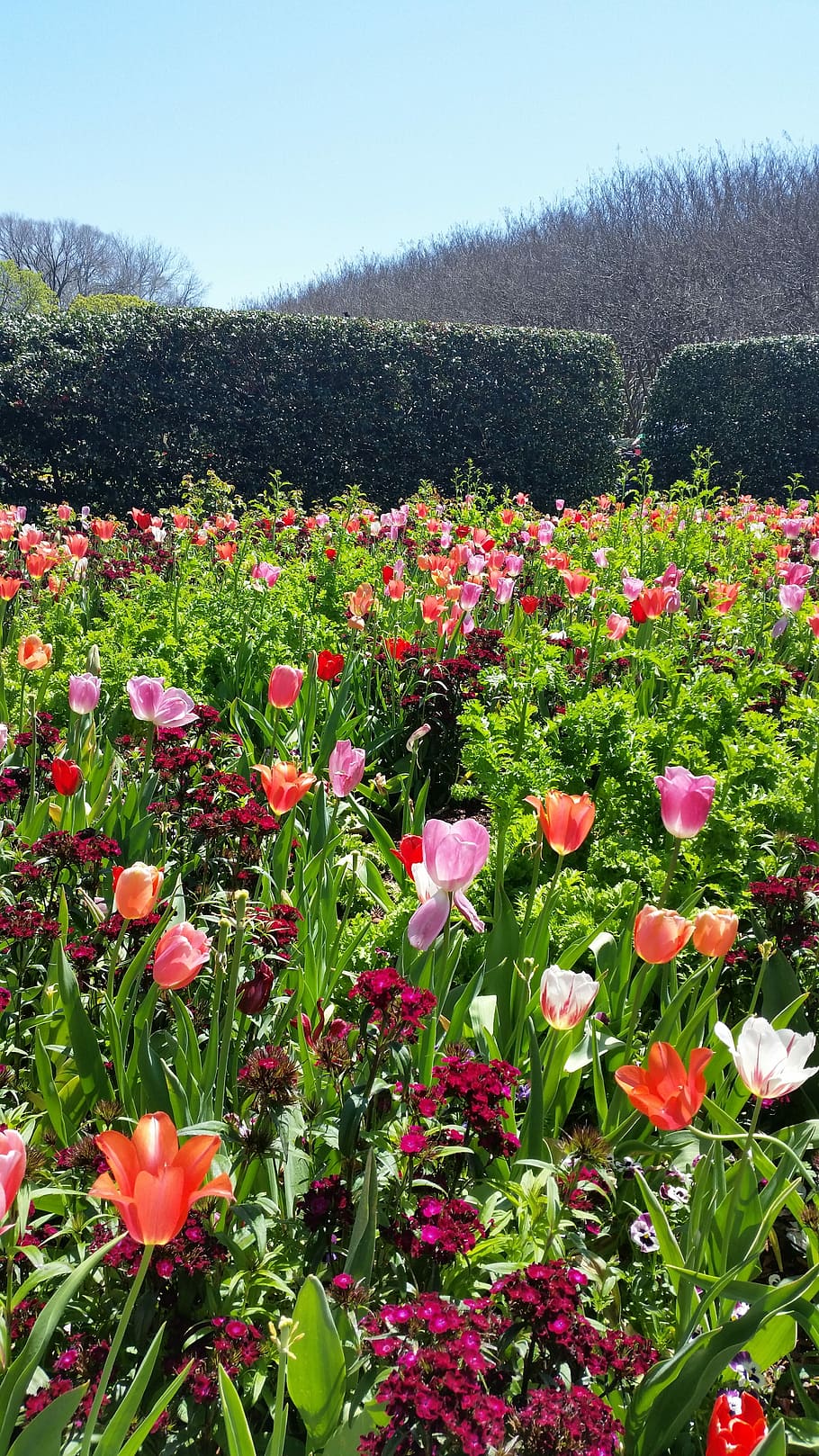 Tulips, Spring, Flower, Nature, spring flowers, blooming, field HD wallpaper