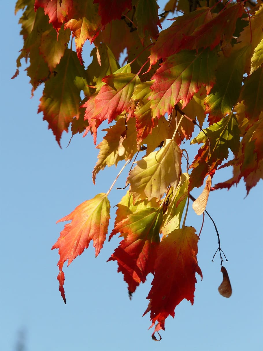 Maple, Acer Platanoides, needle leaf maple, deciduous tree, golden autumn