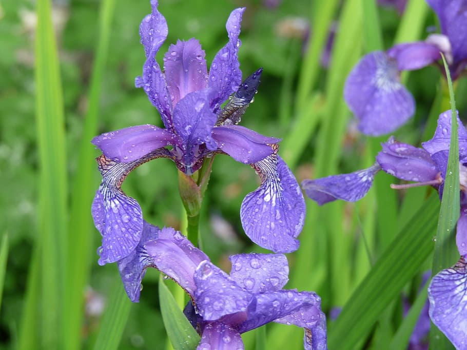 iris, flower, raindrops, floral, nature, plant, blossom, spring HD wallpaper