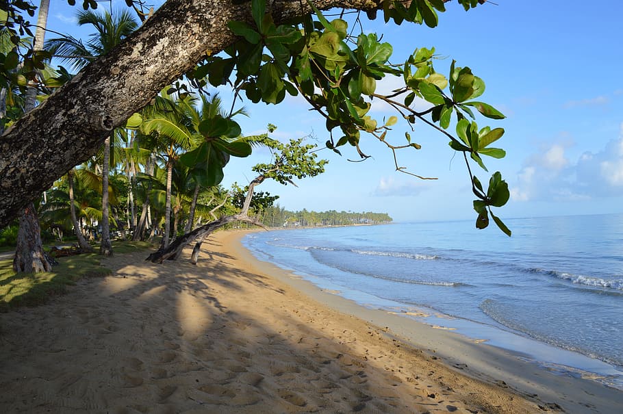 Caribbean, Sea, Sea Grape, Beach, las terrenas, dominican republic HD wallpaper
