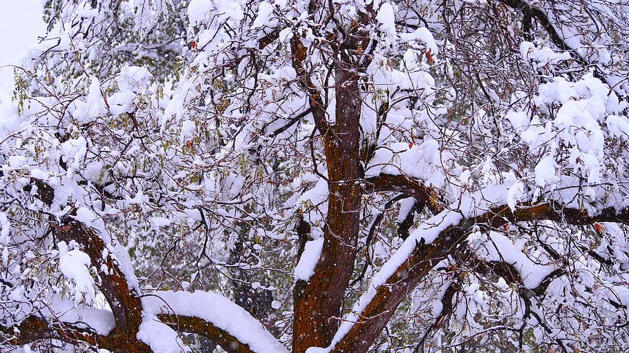 tree, winter, snow, bark, cold, plant, cold temperature, beauty in nature HD wallpaper