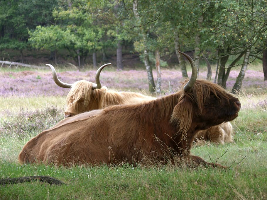Beef, Cow, Horns, Cows, Oxen, scottish highlanders, bovine species HD wallpaper