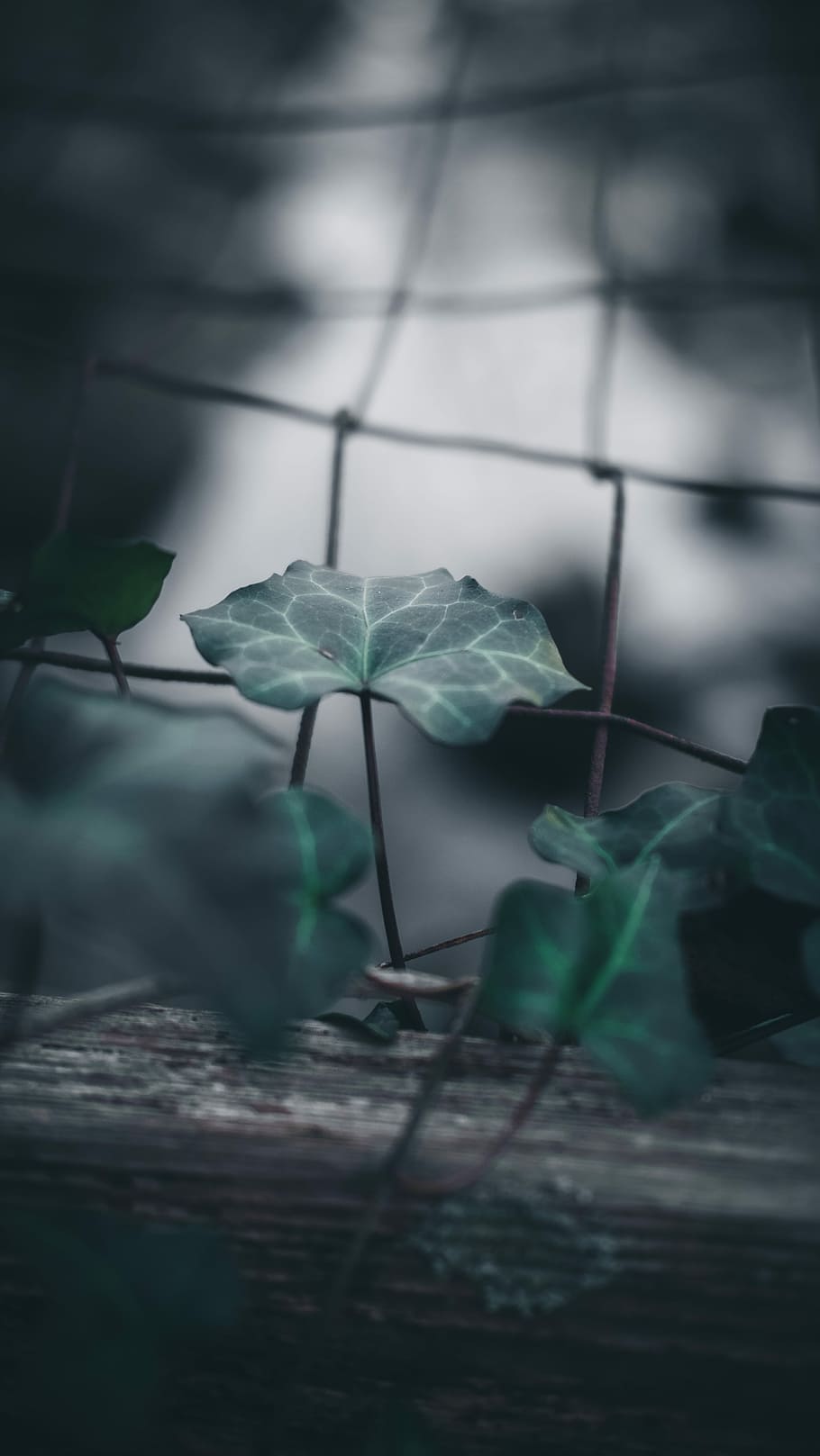 green leafed plants during daytime, green leaf, fence, macro HD wallpaper
