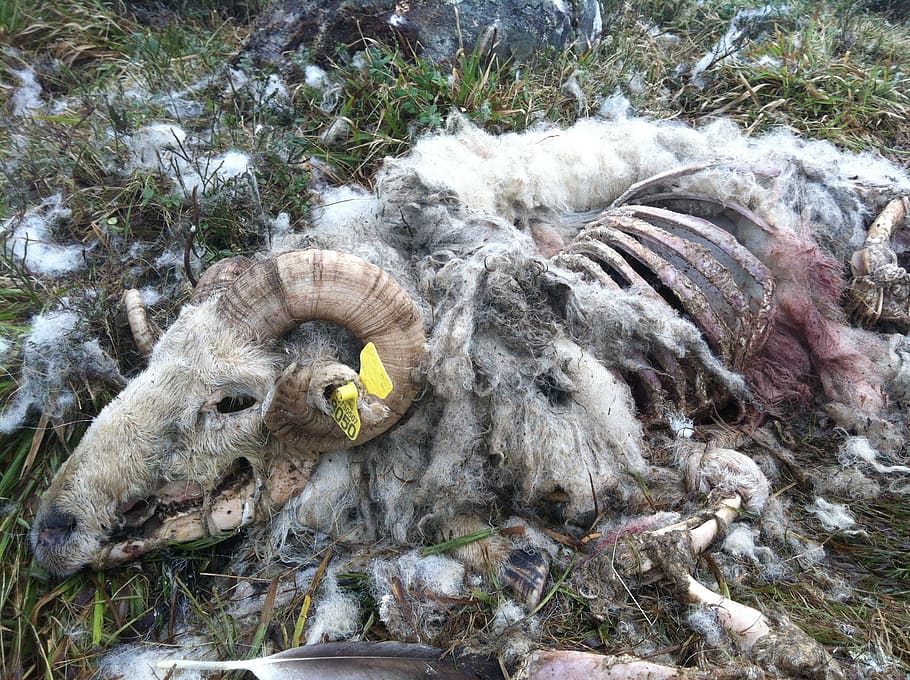dead, life, animal, bones, animal themes, day, no people, high angle view HD wallpaper