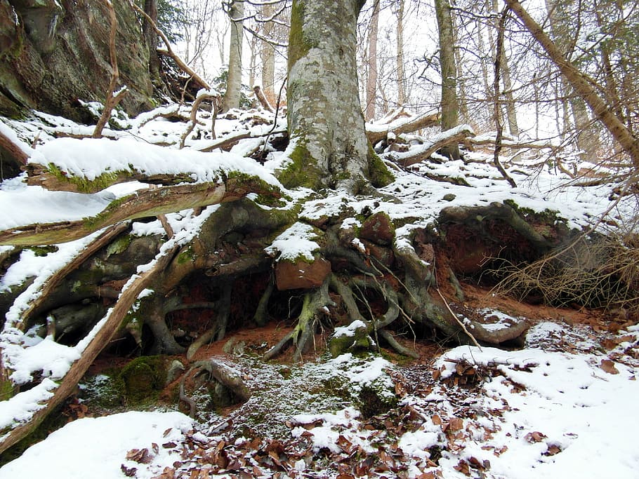 root, winter, snow, forest, tree, cold temperature, plant, land HD wallpaper