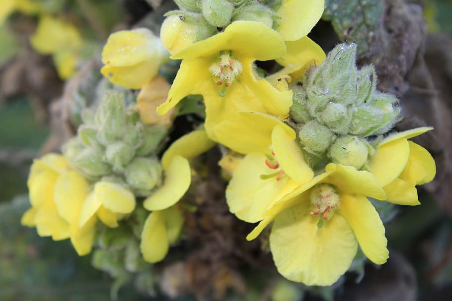 mullein, blossom, bloom, close, flower, plant, flower blossom HD wallpaper