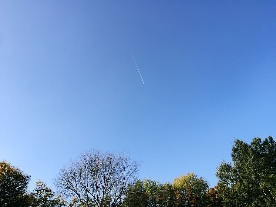 sky, aircraft, blue, tree, clear sky, low angle view, plant HD wallpaper