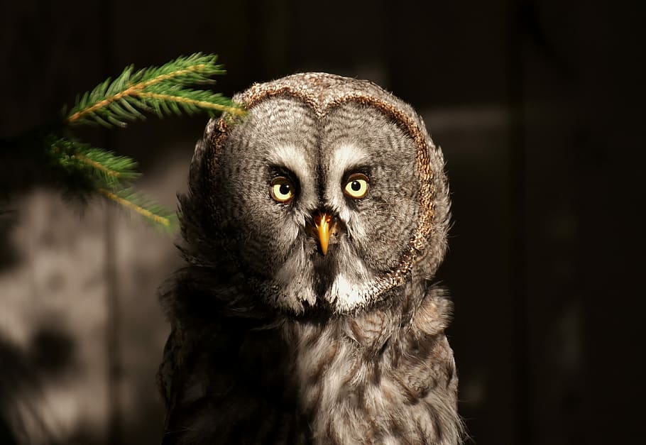 photo of gray owl, bart owl, bird, plumage, mouse hunter, one animal HD wallpaper