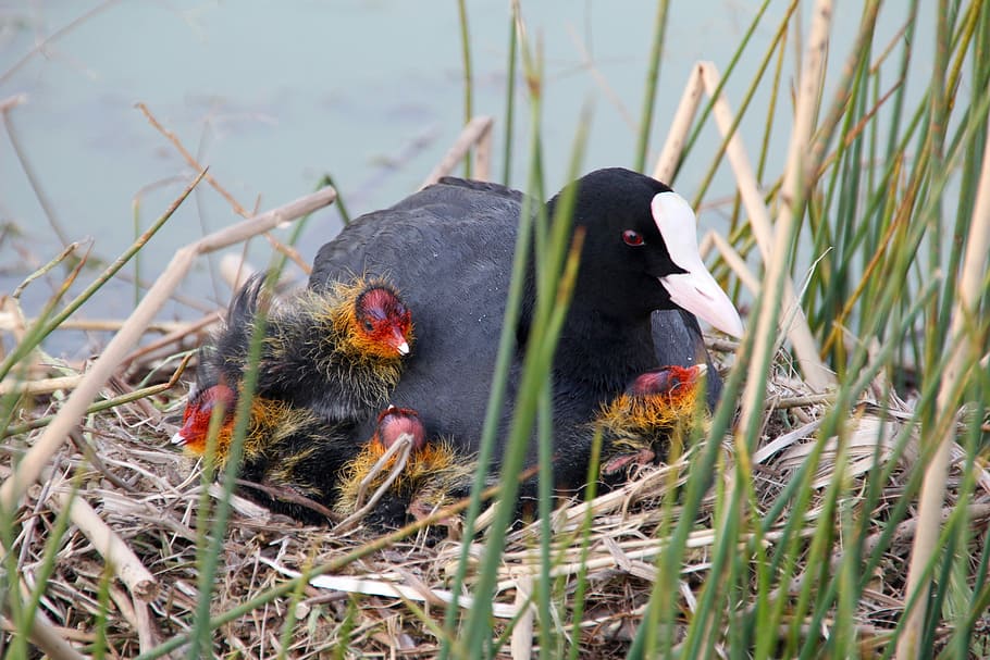 Hatching, Boy, Bird, Nature, birds, young birds, bill, bird's nest HD wallpaper