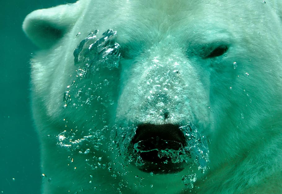 White Polar Bear Under the Sea, animal, meat eater, predator HD wallpaper